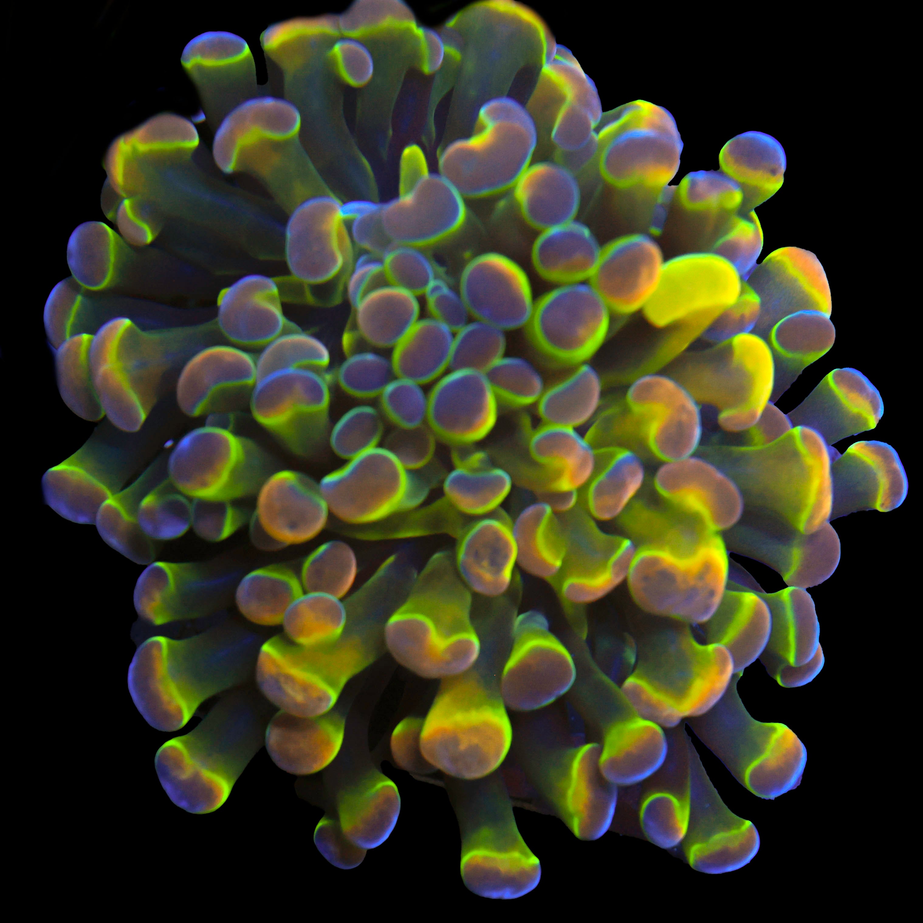 Hologram Hammer