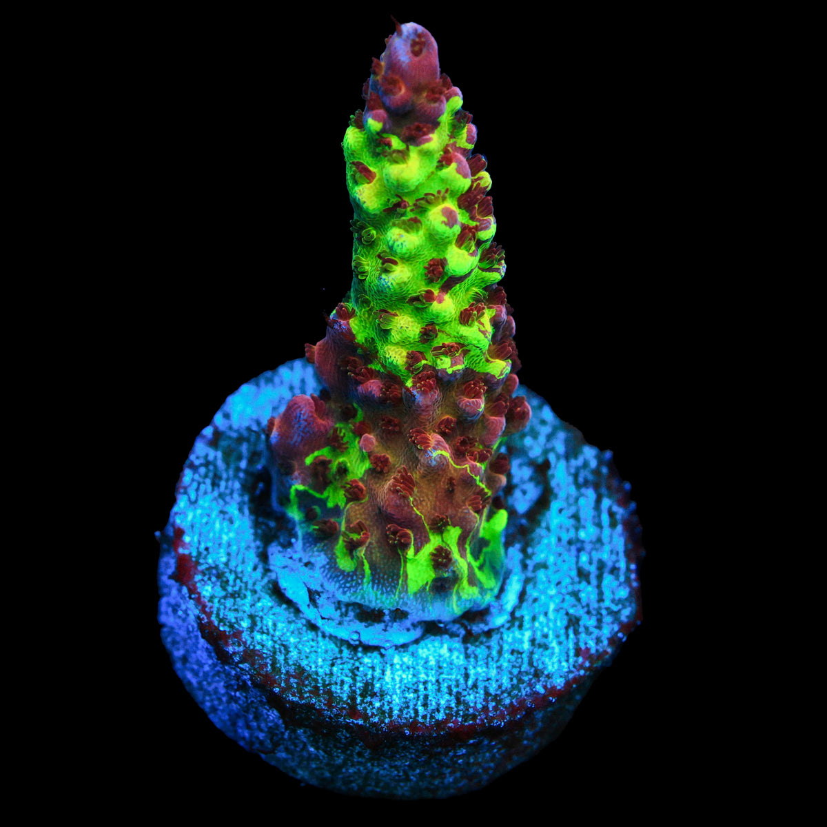 Grafted PC Rainbow