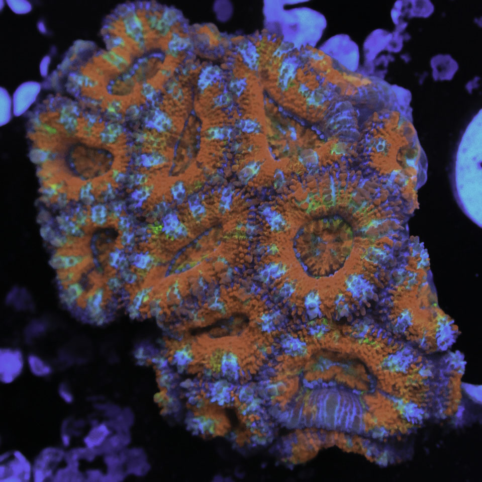 Rainbow Acan