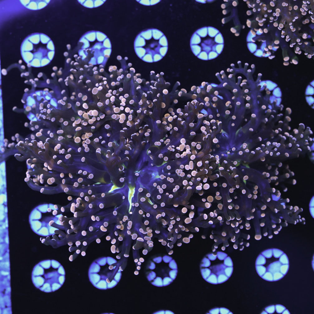 Indo Frogspawn (Double Head)