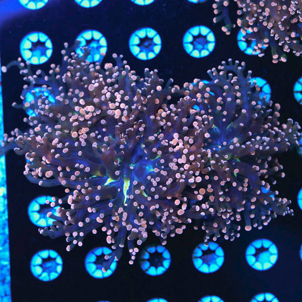 Indo Frogspawn