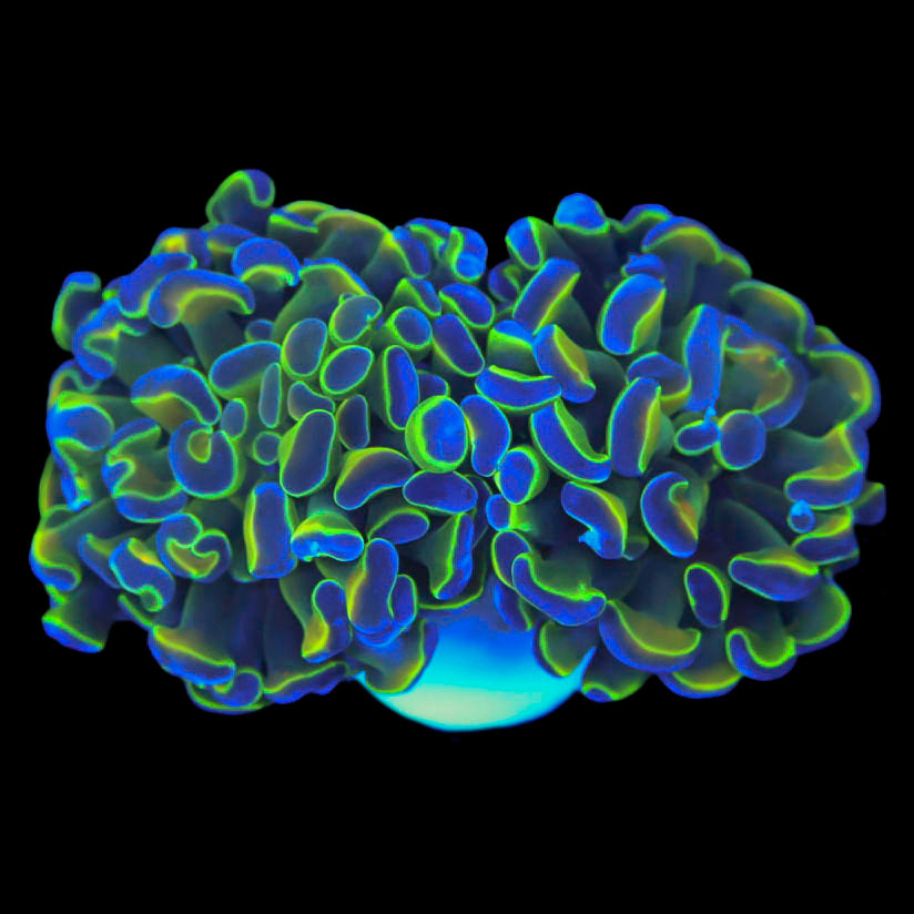 Hologram V.2