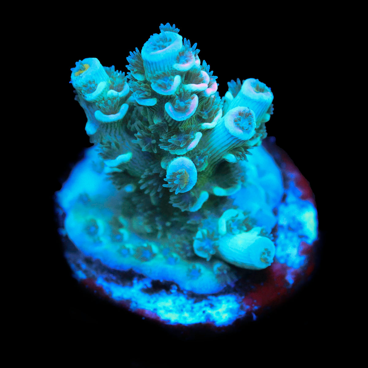 TRC Turquoise sunrise