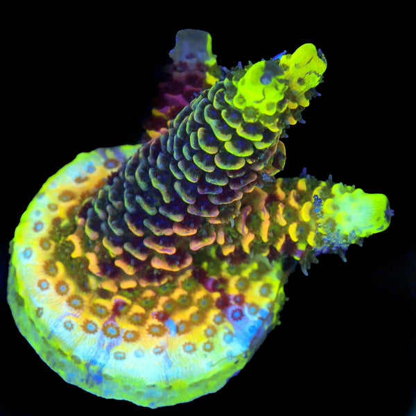 Rainbow Splice