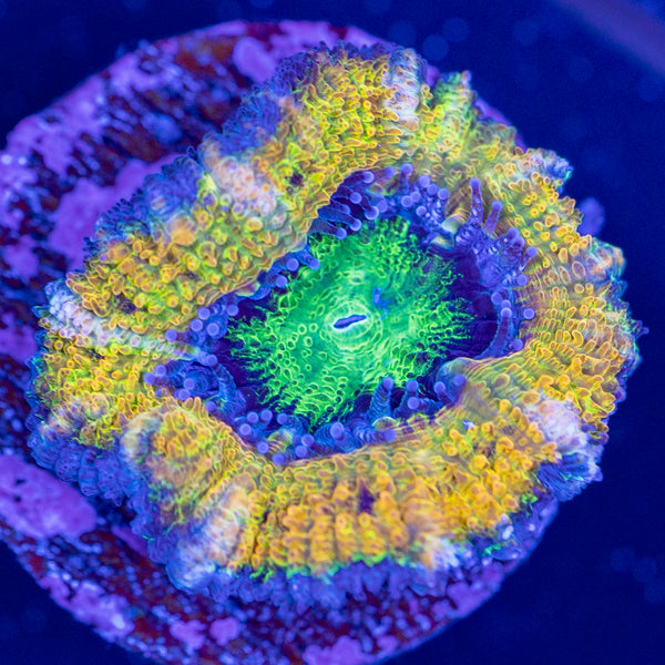 Golden Acan Frag