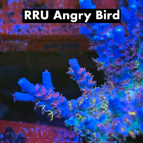 RRU Angry Bird