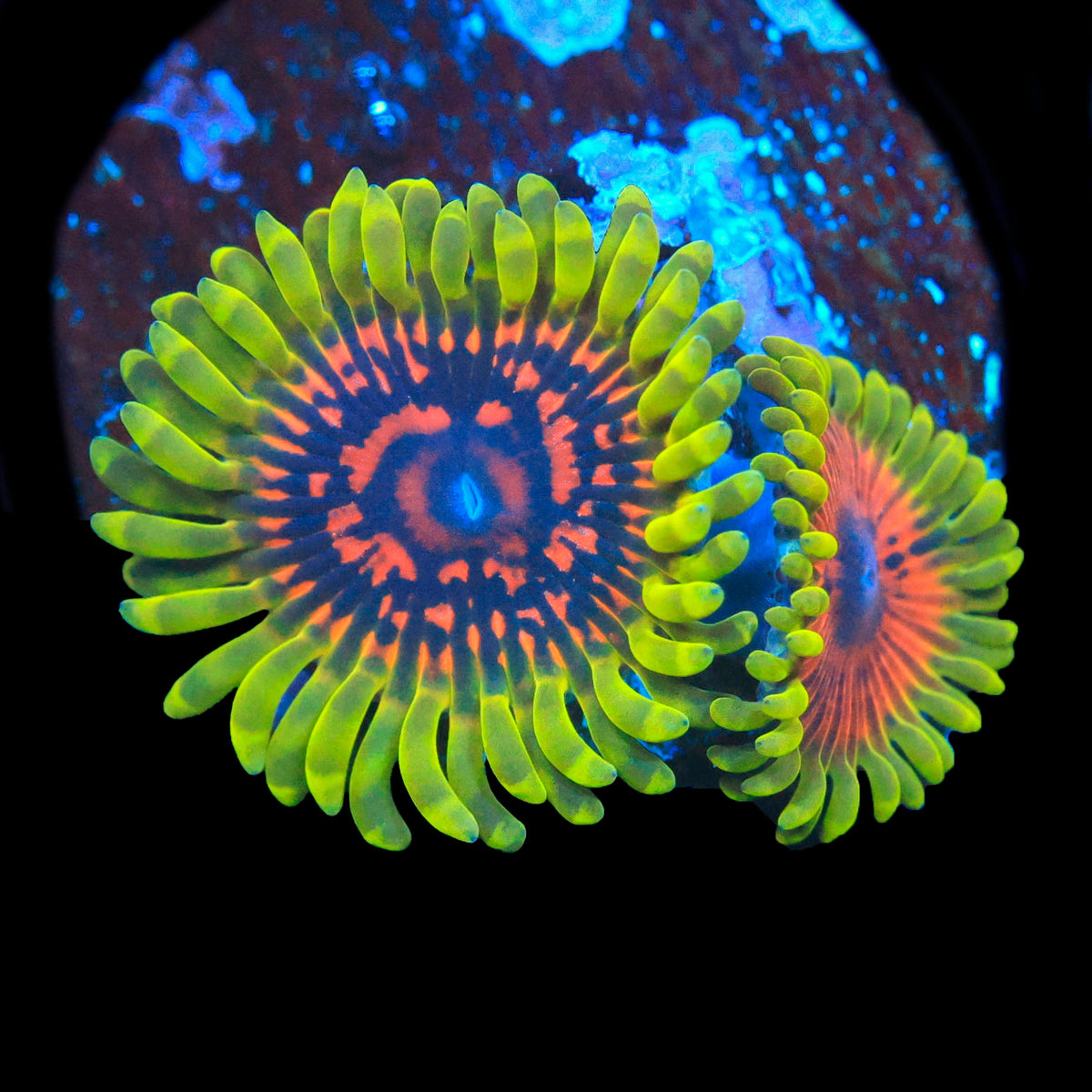 Predator Zoa
