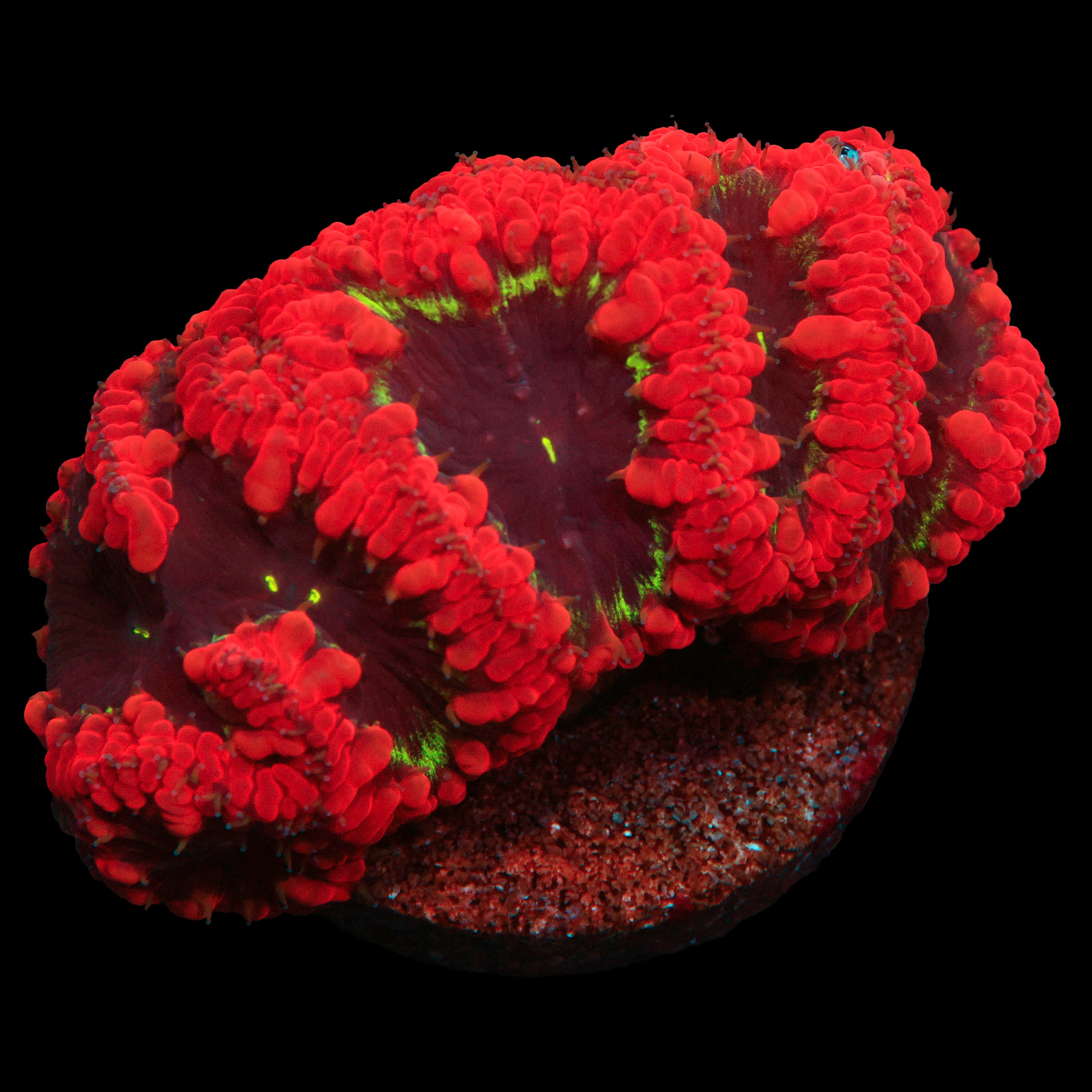 Solomon's Island Blasto
