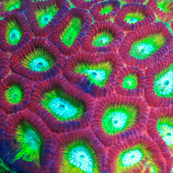 WWC Rainbow Favia