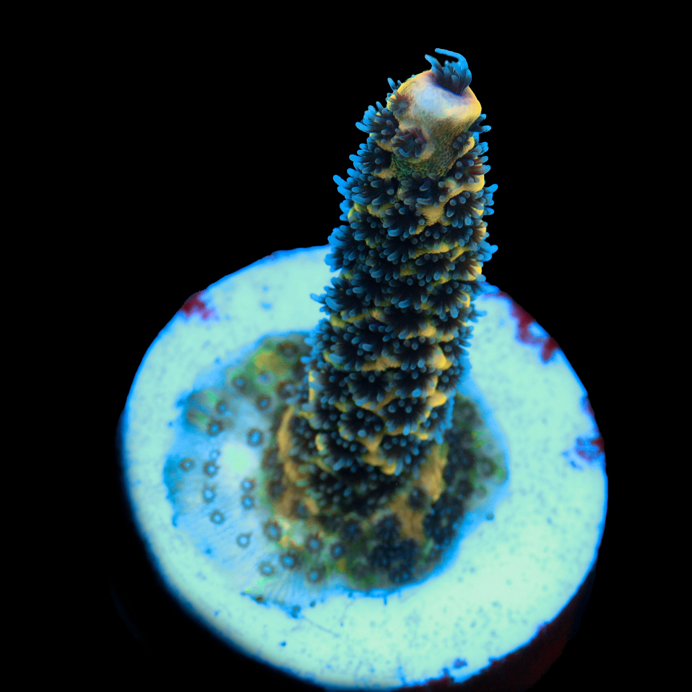 Raising Blue Flame