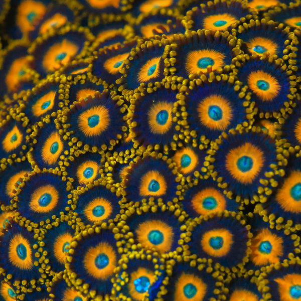 Scrambled Eggs Zoanthid