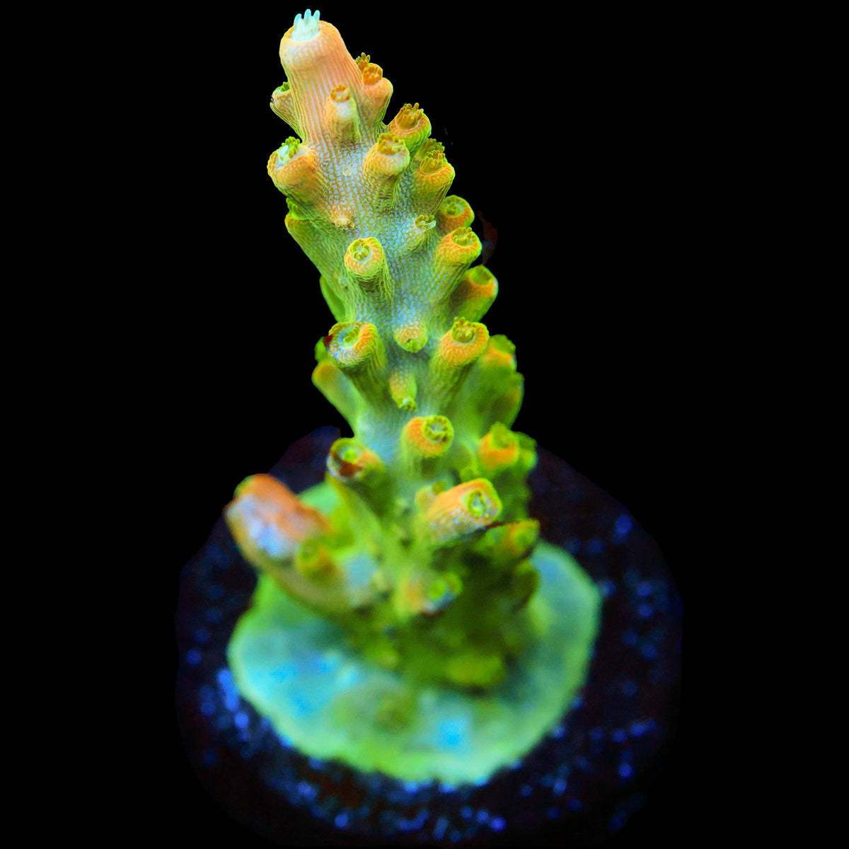 TGC Tropicana