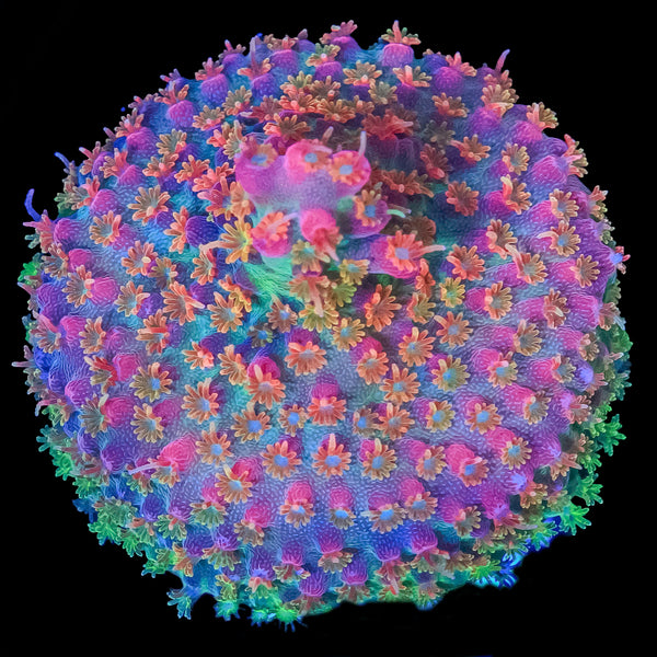 Vivid Confetti