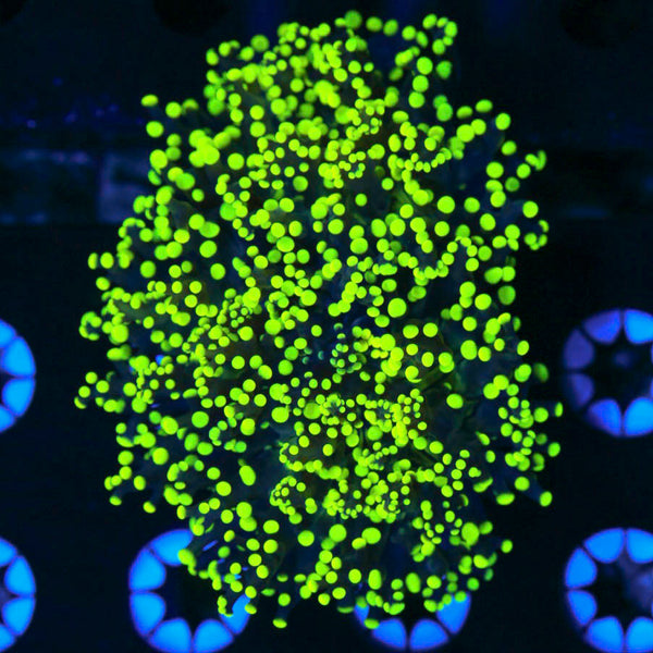 Neon Green Frogspawn