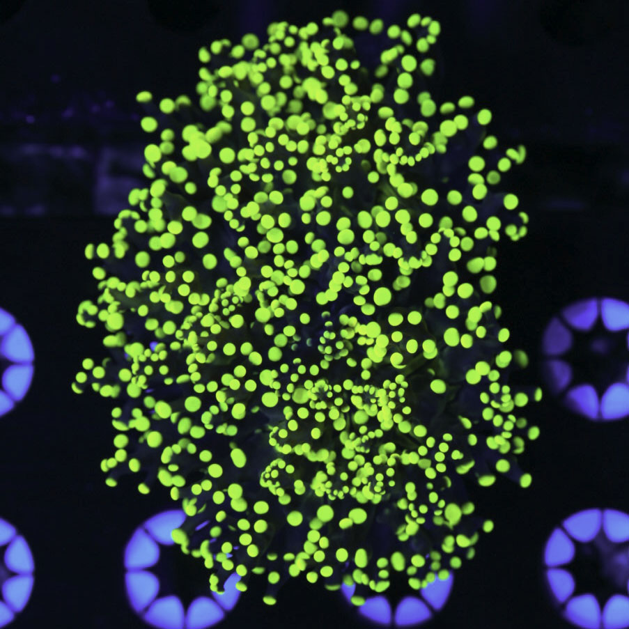 Neon Tip Frogspawn