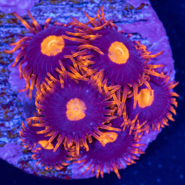My Clementine Zoa