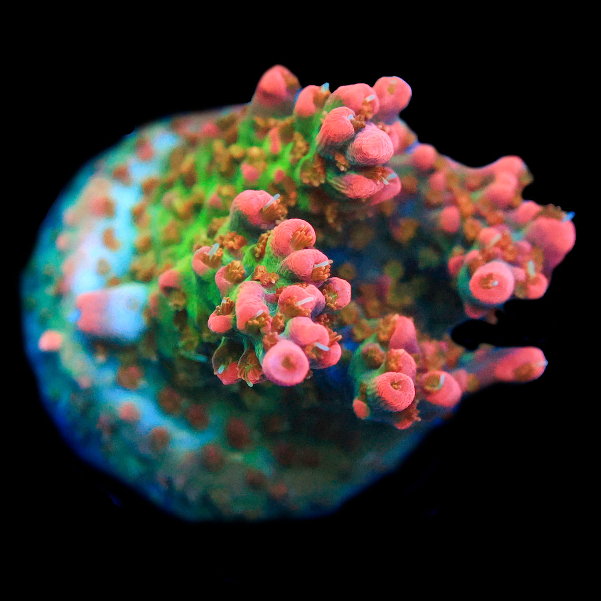 Coffee Acropora
