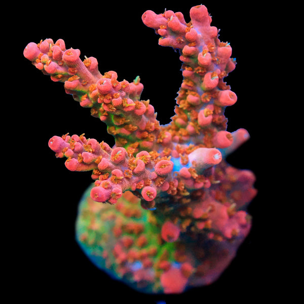 Coffee Acropora Coral
