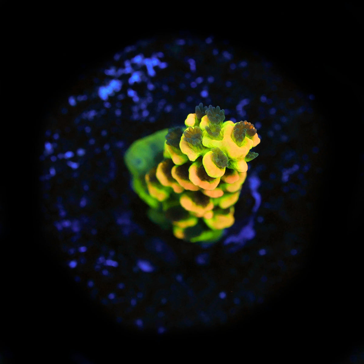 BkChem Fruit Loops