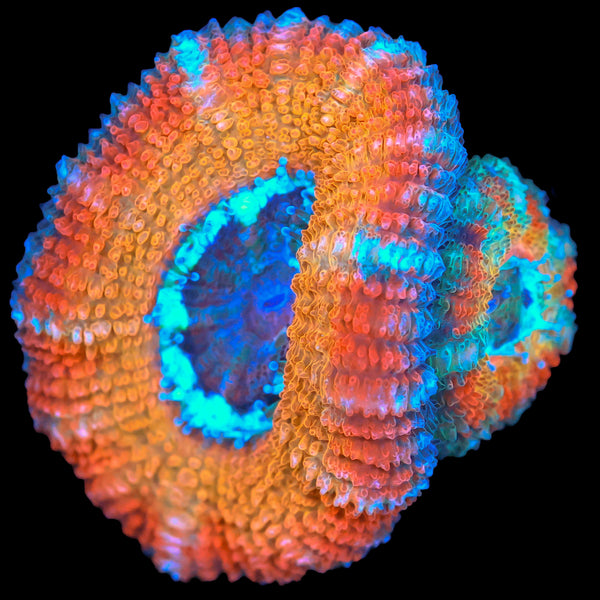 Winter Sunrise Acan
