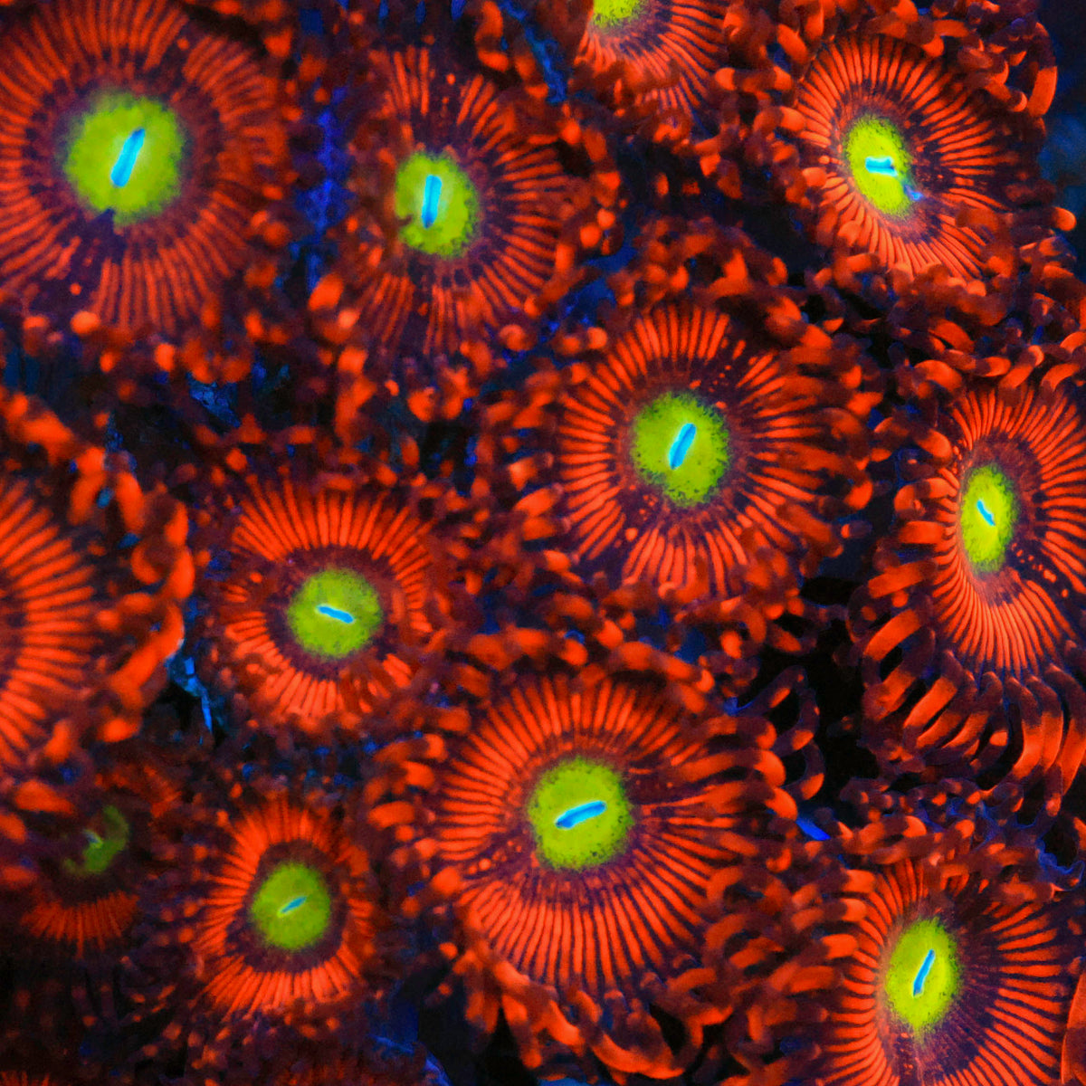 Hyper Phoenix Zoanthid