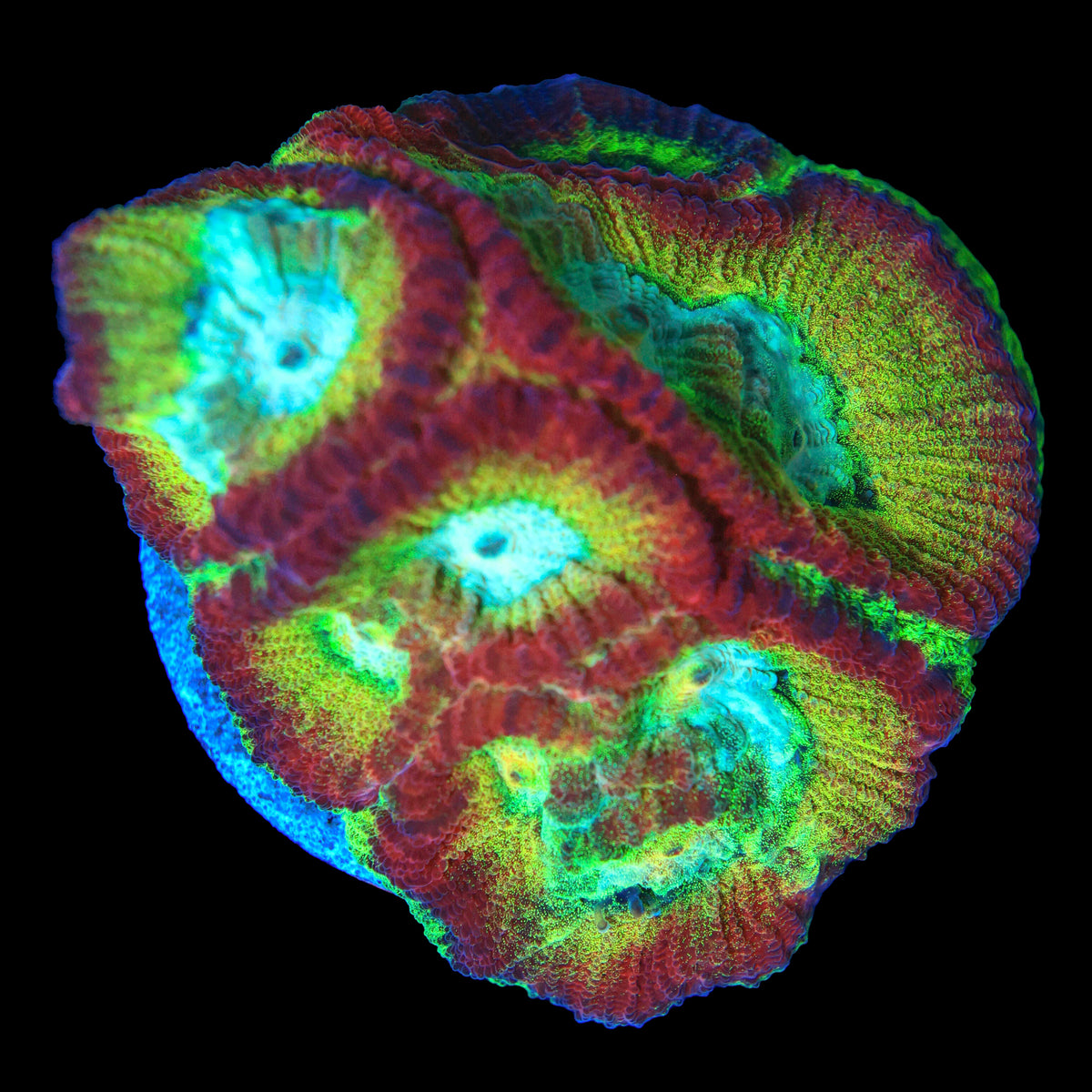 WWC Rainbow Favia