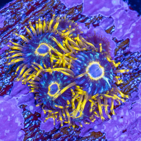 RFU Luminis Hornet