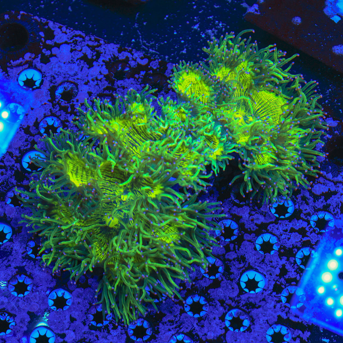 Green Elegance Coral (XL)