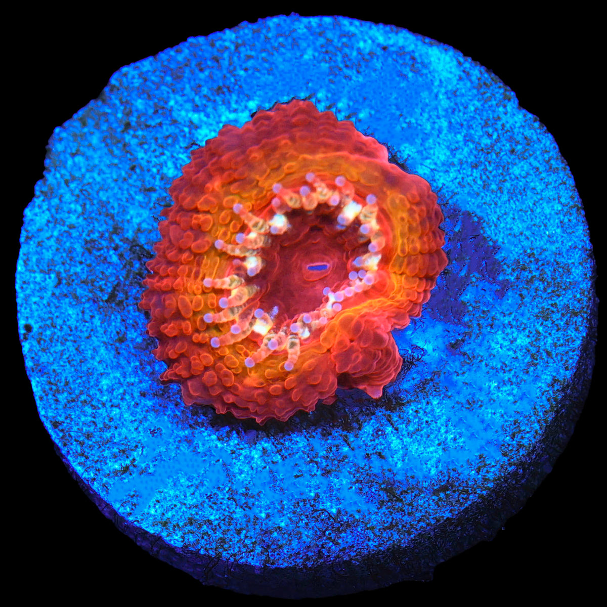 Solar Flare Acan