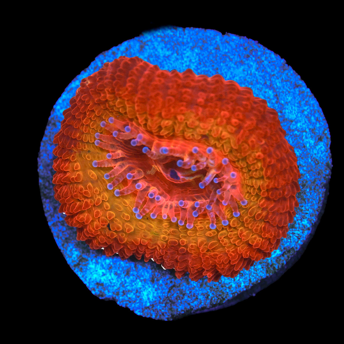 Solar Flare Acan