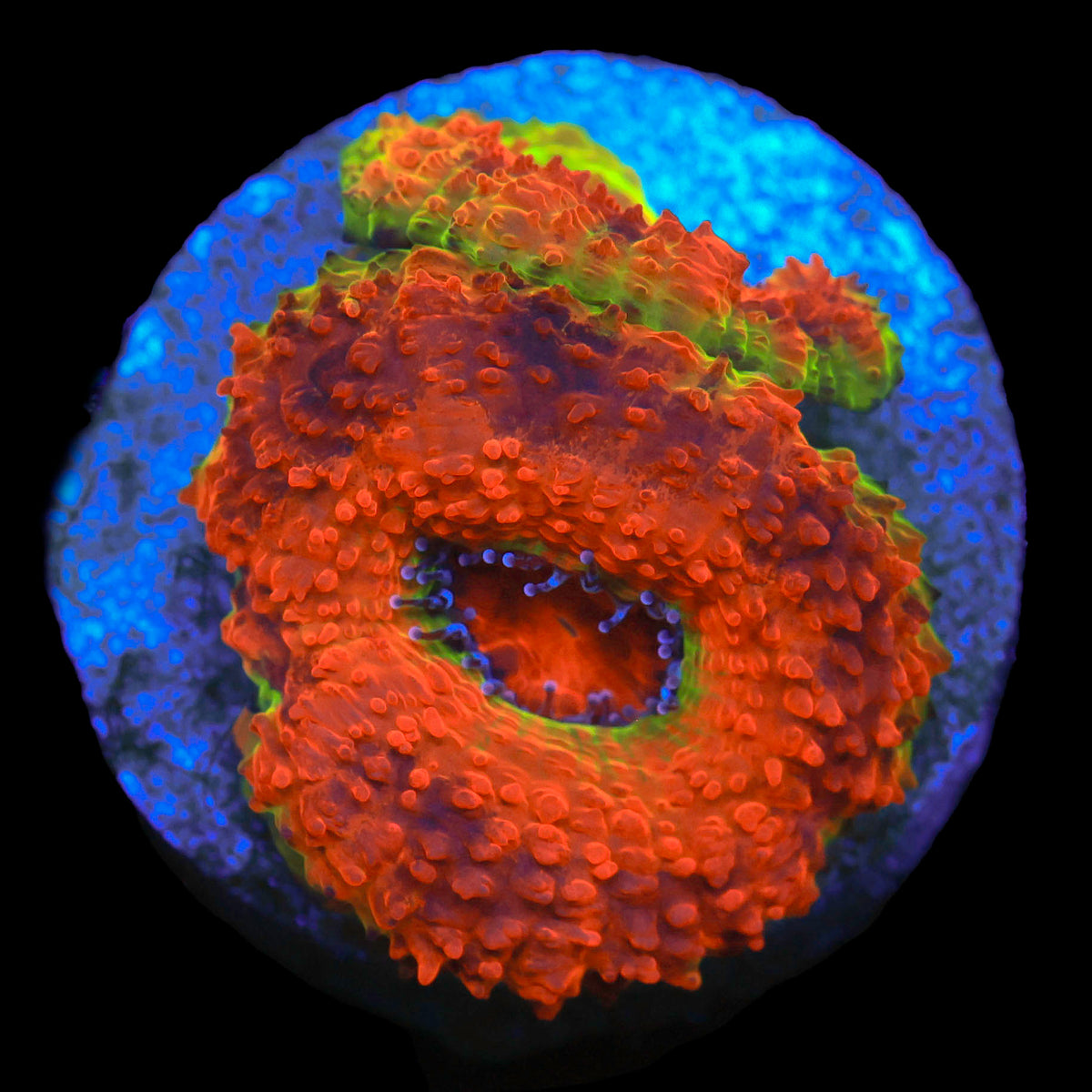 BSA Jawbreaker Acan