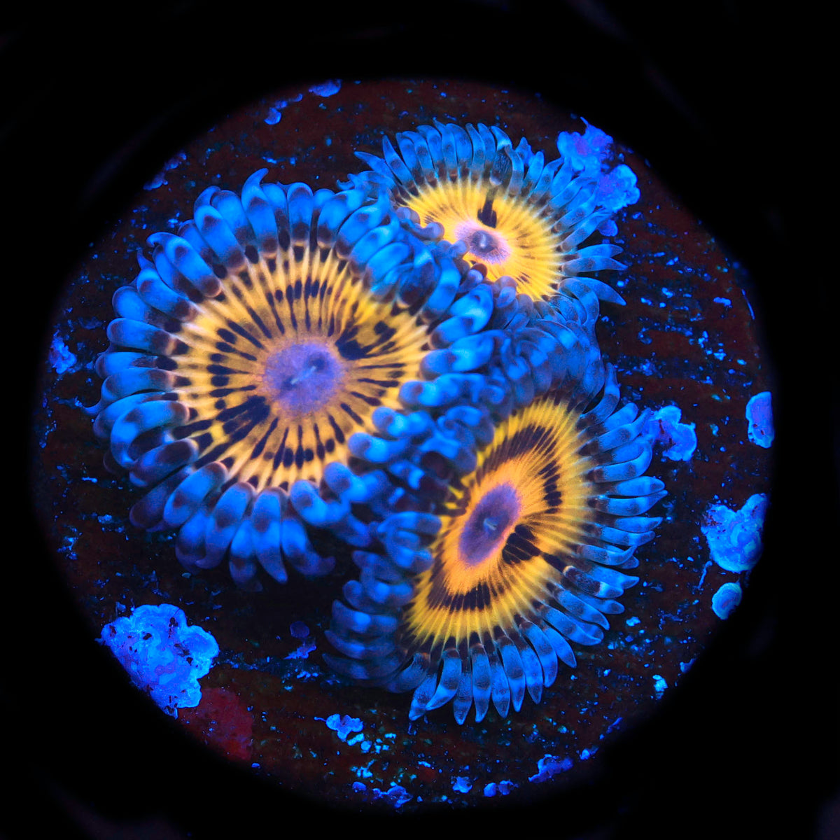 Stratocaster Zoanthid