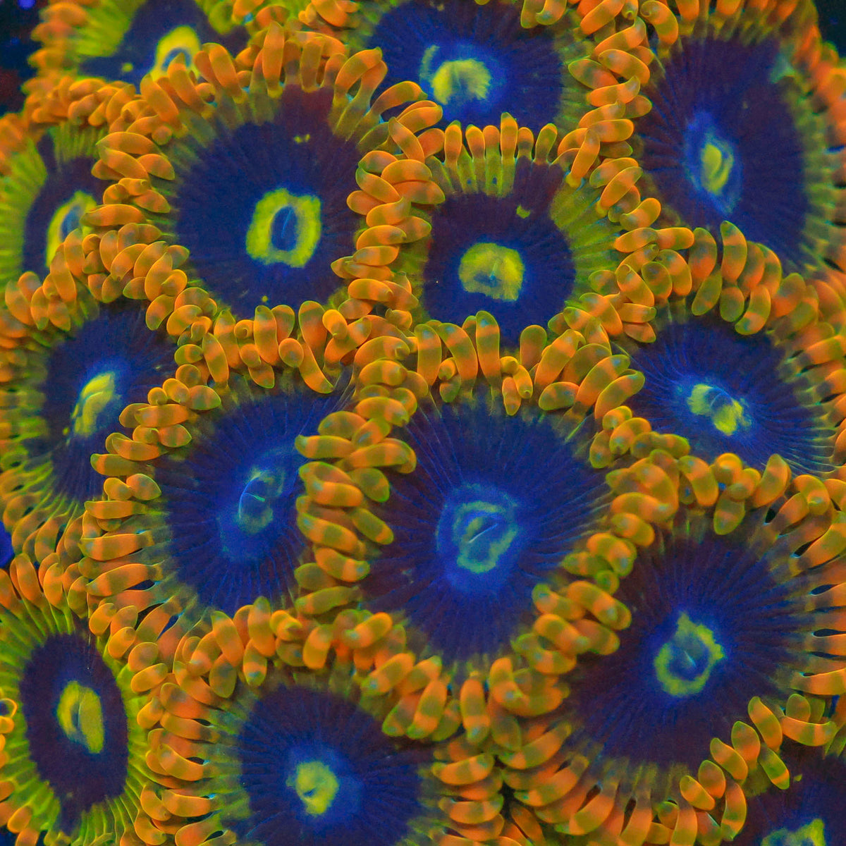 Yoda Zoanthid