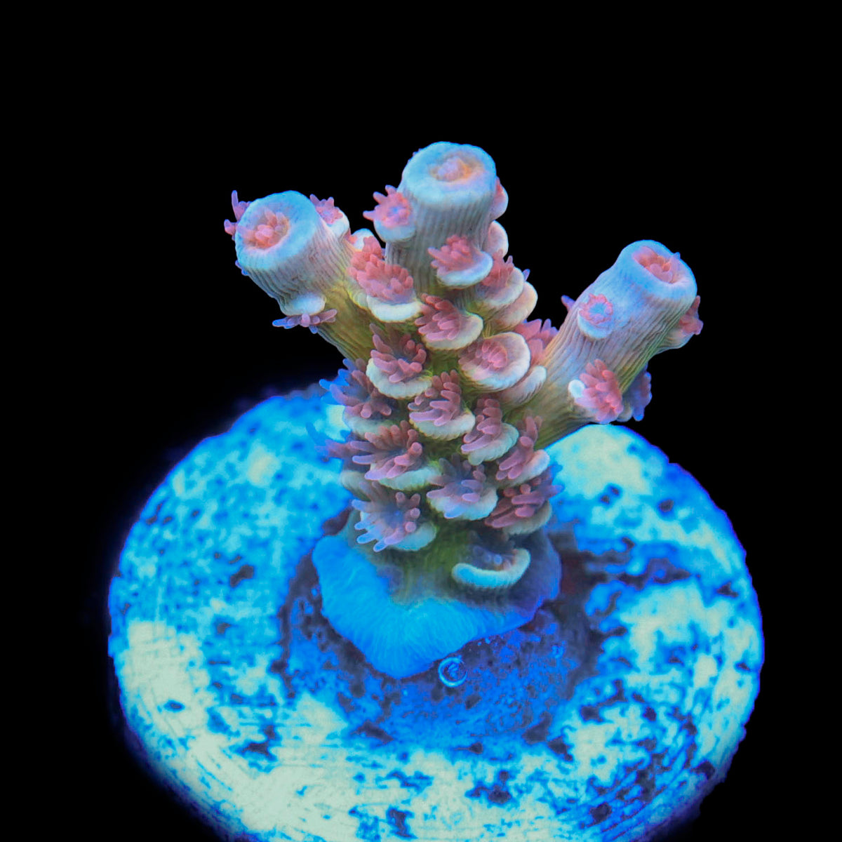 TRC'S Ea Tshit