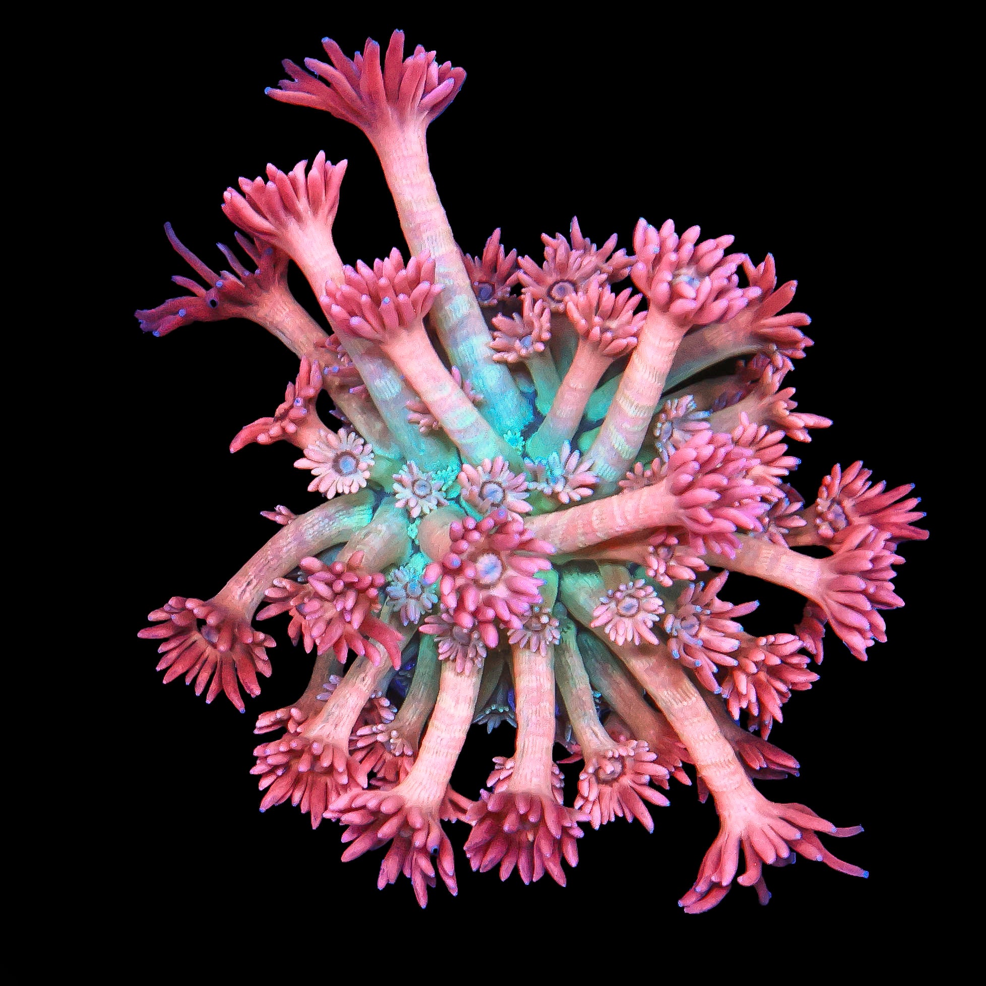 TRC Electric Kool-Aid Goniopora