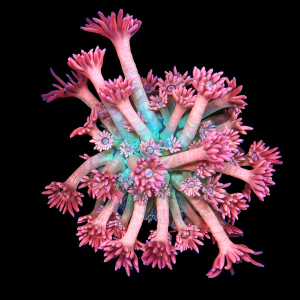 Electric Kool-Aid Goniopora