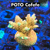 POTO Cofefe 50% off (3 month delay)