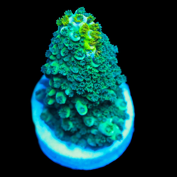 Little Ray of Sunshine (Grafted)