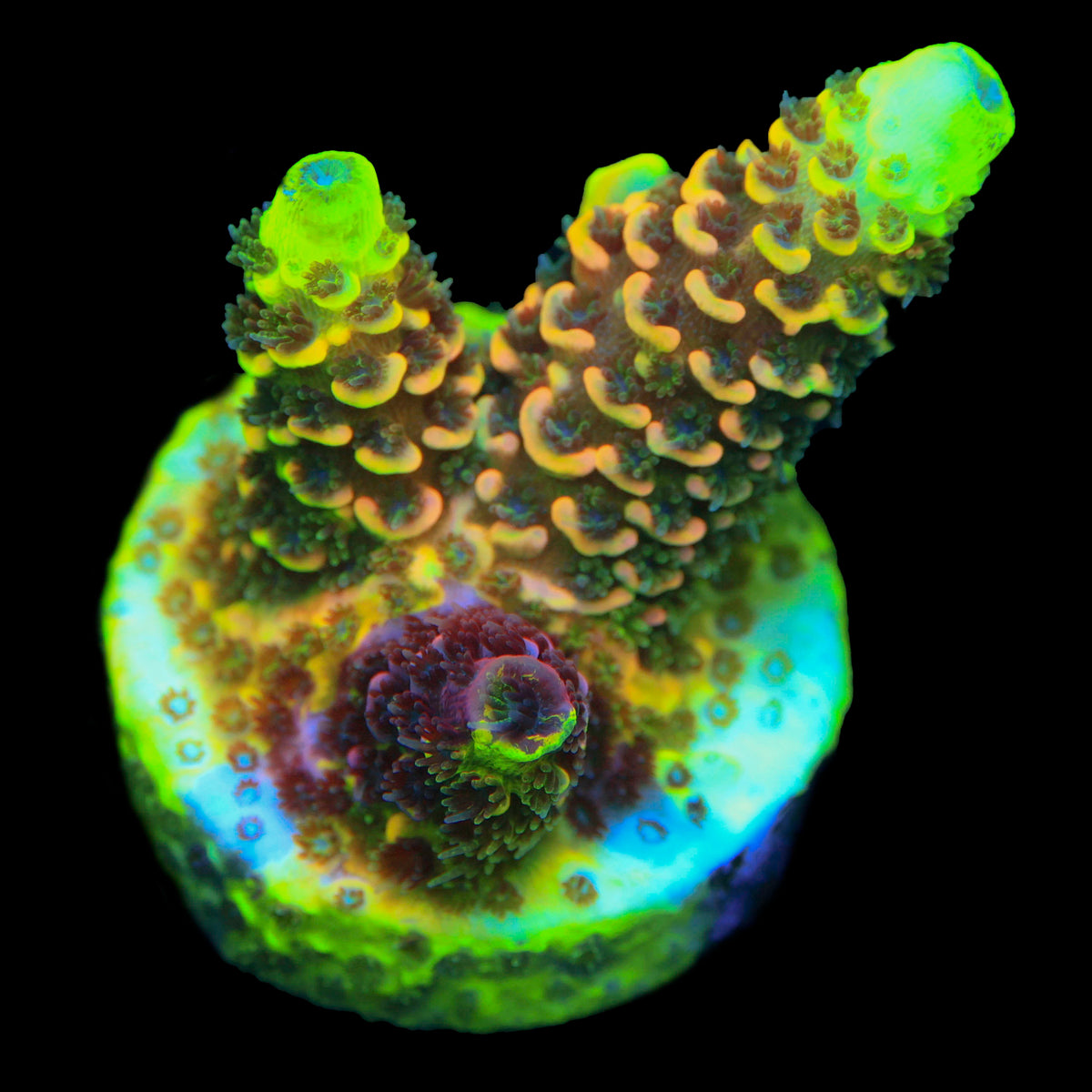 Rainbow Splice
