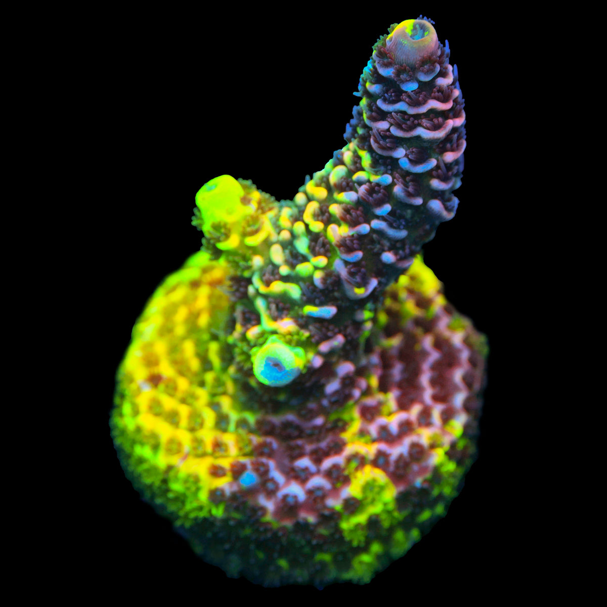 Rainbow Splice