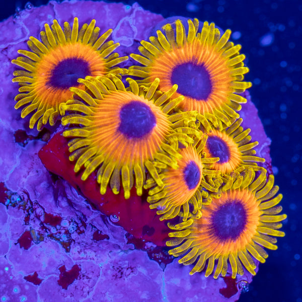 Great Owl Zoa