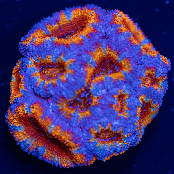 Ultra Rainbow Acan Frag XL
