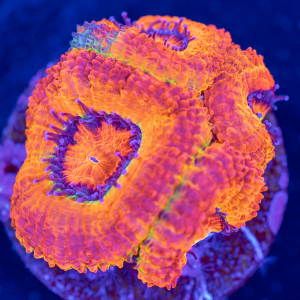 Golden Basket Jawbreaker Acan Frag (Nice color splotch!)