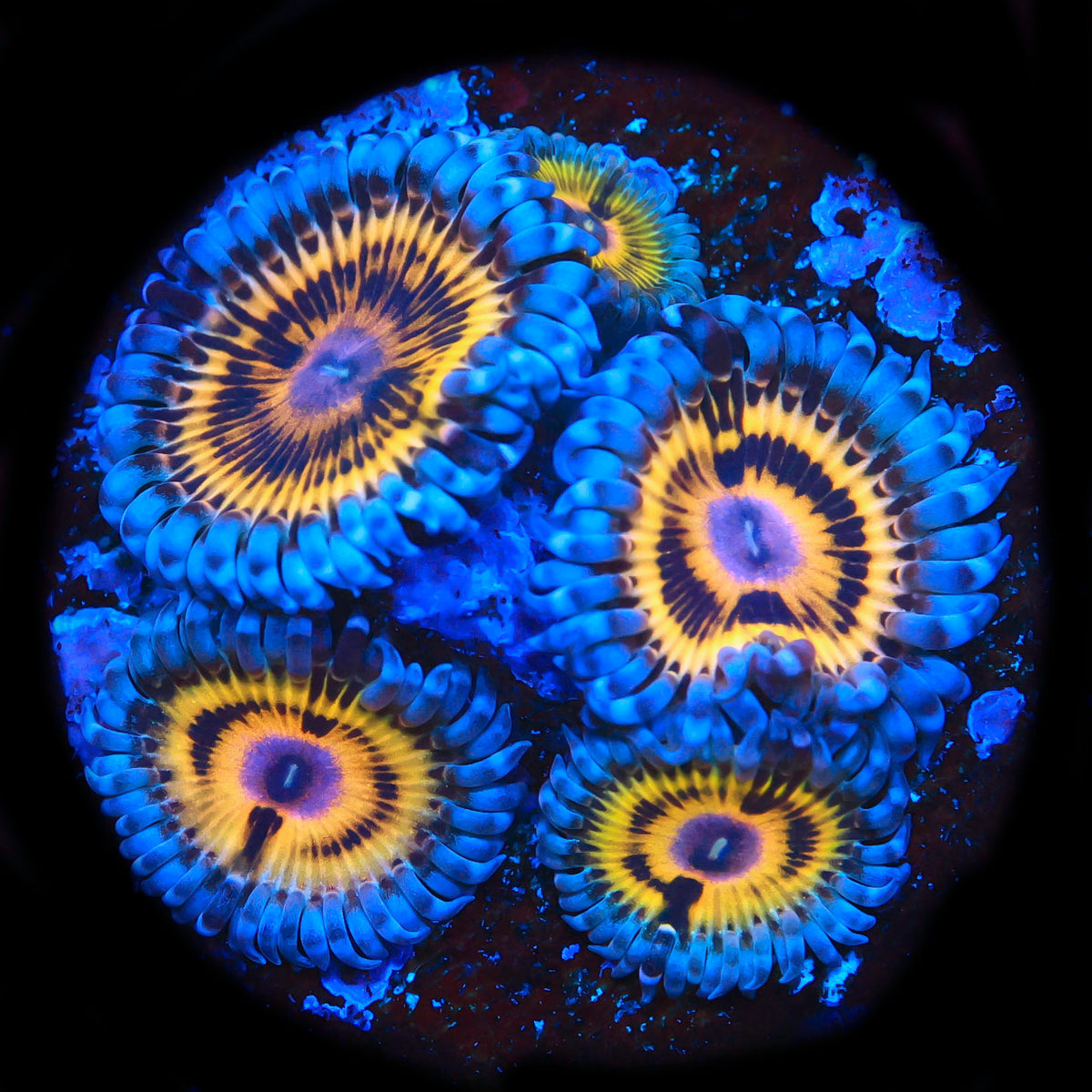 Stratocaster Zoanthid