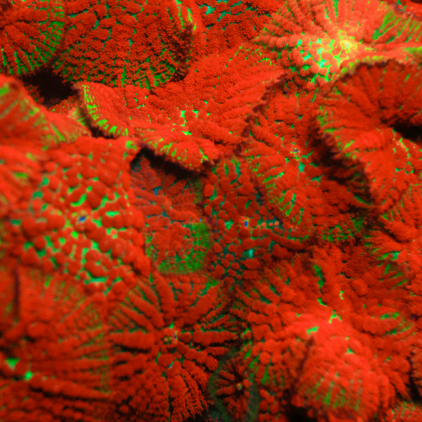 Forest Fire Mushroom