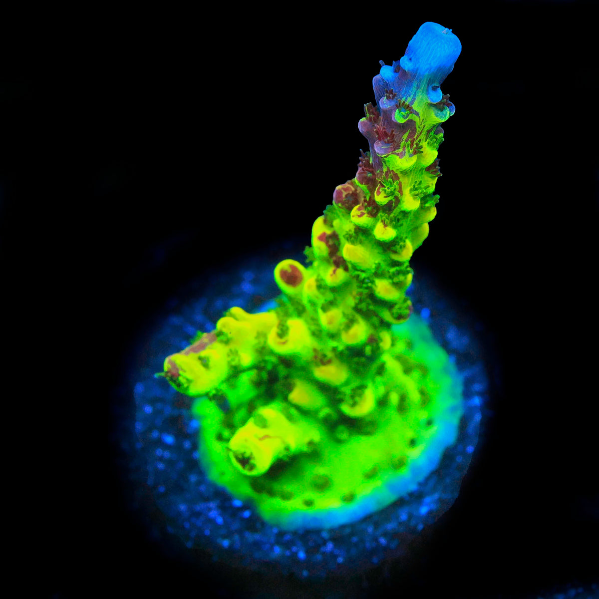Grafted PC Rainbow