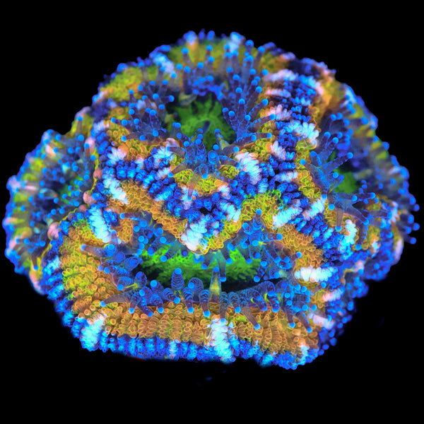 Krusty The Clown Acan