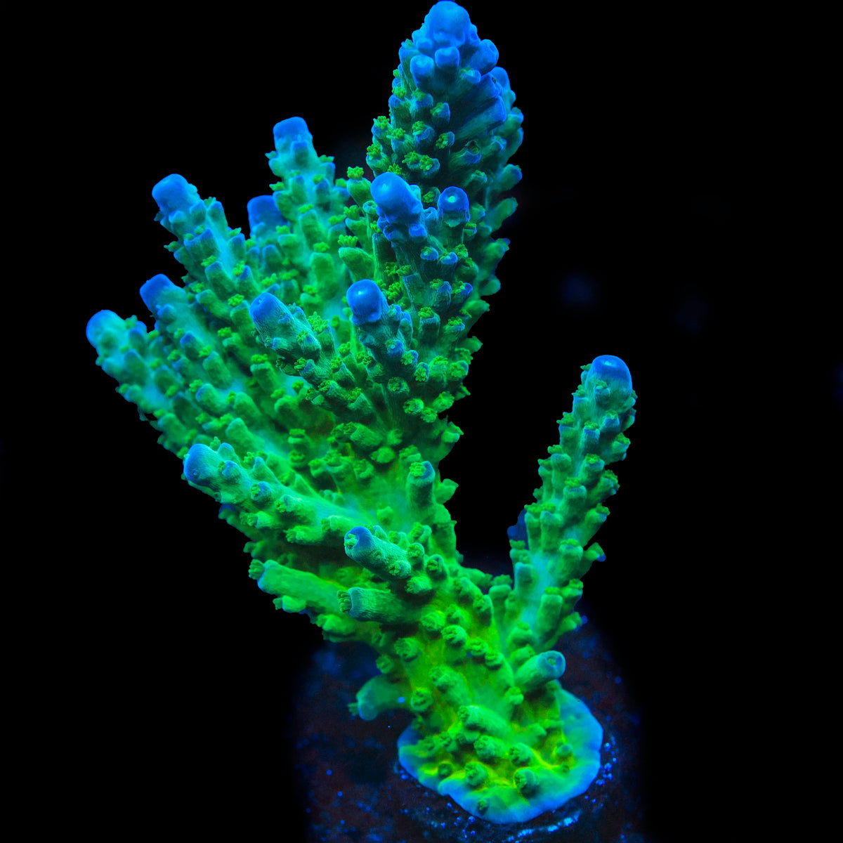 Jake Adams Immortal Tort Acropora Coral (Very Chunky)