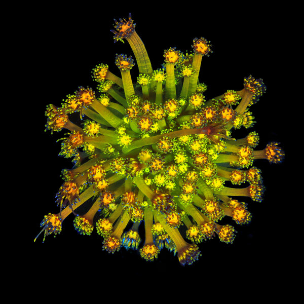 UC Grandmaster Goniopora
