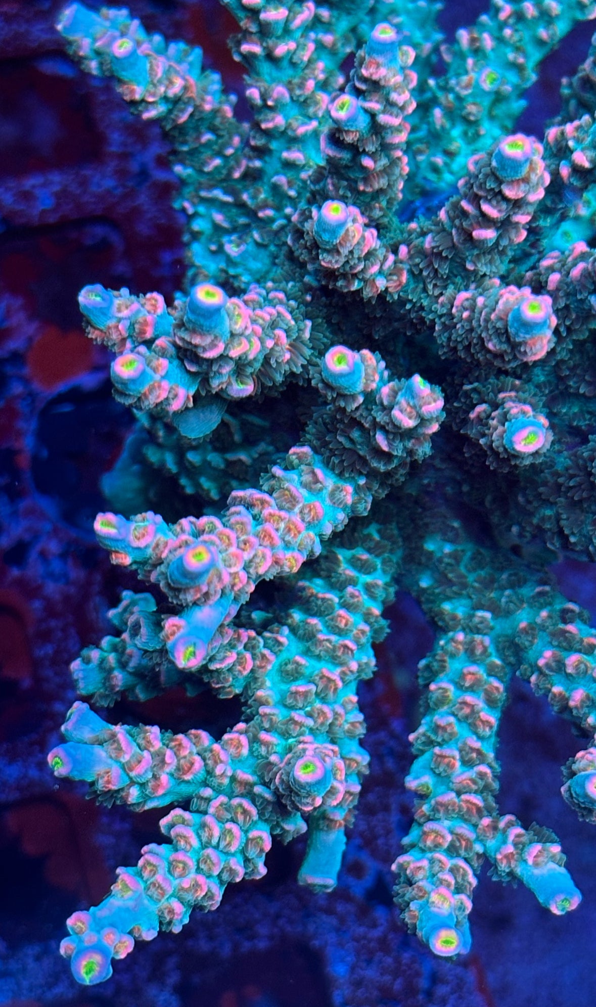 TRC Turquoise sunrise